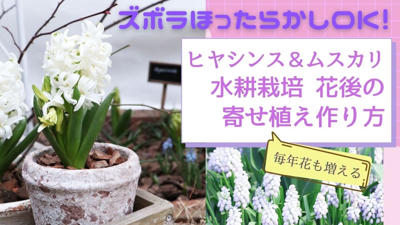 ズボラほったらかしokで花が増える ヒヤシンスとムスカリの水耕栽培花後の寄せ植えの作り方 簡単でほったらかし 花も勝手に増えて毎年ずっと楽しめる Youtube