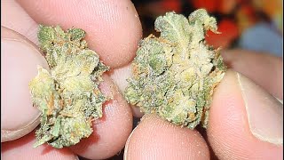 Blunicorn UK weed review and smoke up cannabis 420 Thank You for the gift