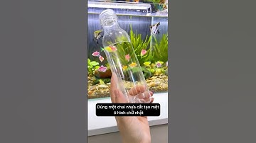 Chỉ trong vài phút tự làm xong khay cho cá ăn 2 tầng chỉ với chai nhựa và dây thép #aquarium