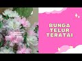 DIY Tutorial How to make lotus stocking flower/Cara membuat bunga telur stokin teratai