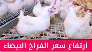 اسعار الفرخ البيضاء اليوم الأحد 2021/12/26 الكتاكيت/البط/الارانب/السمان/الحمام/البيض/الاعلاف