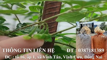 Tác dụng kỳ diệu của cây cà gai leo và xạ đen