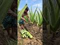 Why Are Bangladeshi Farmers Growing Thousands of Aloe Vera Plants? 🌵 😳 #shortsvideo