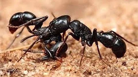 ¿Orinan las hormigas?