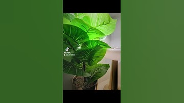 ٢٩ أكتوبر ٢٠٢٢تلاوة خاشعة الشيخ ريان المحيسني