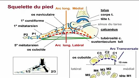 Quels sont les os qui constituent le membre inférieur ?