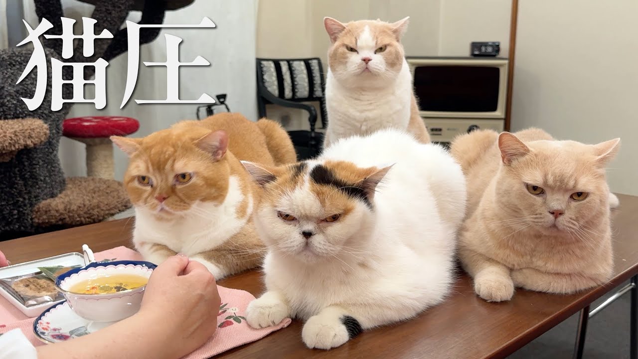ねこ圧】ねぇご飯は？…無言の圧力でおねだりする猫たち - YouTube