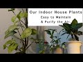 Our Indoor House Plant l Easy to Main &amp; Purify the Air l Vlog#04