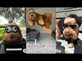 *BEST* Brodie That Dood TikTok Compilation #1 | Brodie Goldendoodle