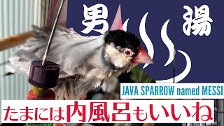 桜文鳥のヒナ（3カ月）たまには内風呂もいいね-Java sparrow bathing