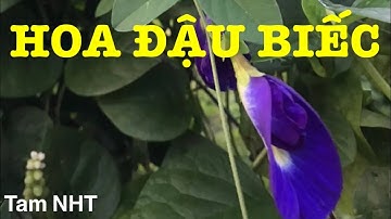 Công Dụng Và Tác Hại Của Hoa Đậu Biếc
