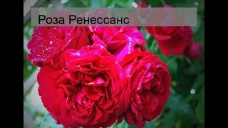 Роза Каприция Ренессанс: особенности, характеристика, посадка, выращивание, уход, отзывы