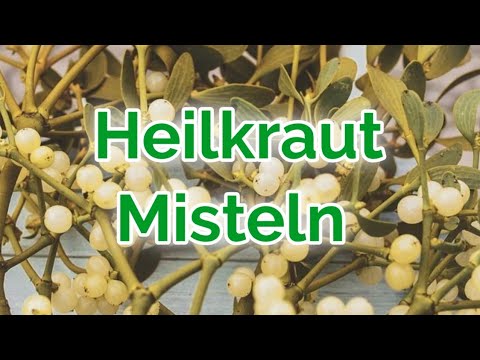 Video: Mistel (Kraut) - Die Vorteilhaften Eigenschaften Und Verwendungen Von Mistel, Misteltinktur, Zweig Und Mistelblüten. Mistelweide, Rot, Weiß