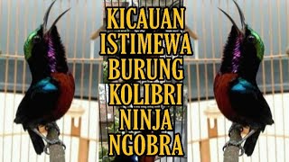 Download Kicauan Burung Kolibri Ninja Istimewa Ngobra Video MP3 Kicauan Burung Kolibri Ninja Istimewa Ngobra