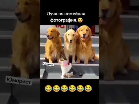 #юмор #шуточное #мем