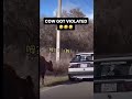 COW GOT VIOLATED VOICEOVER!! 😂😂😂