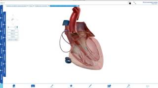 Le Tissu Nodal Du Coeur