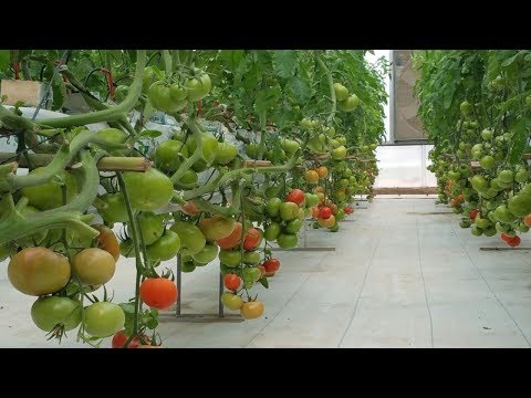برنامج تسميد الطماطم في الزراعة المائية زراعة الطماطم مرحلة الانتاج