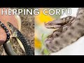 Amazing Nose-Horned Vipers and Snakebites (Herping Corfu Part 1)