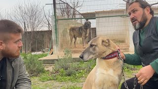 Dünyanın En İyi Dişi Kangal Köpeği Benim Çiftliğimde Dedi