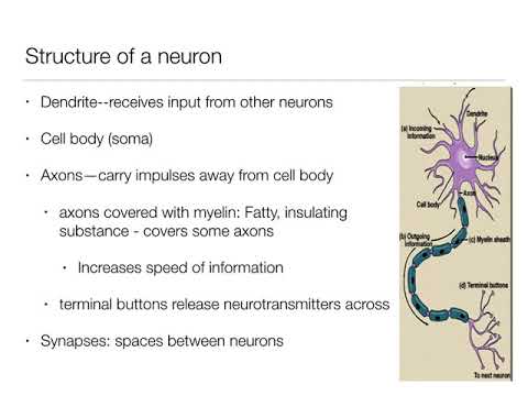 Introduction to Psychology: 2.1 - The Brain and Behavior - Nervous System and Neurons