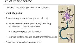 Introduction to Psychology: 2.1  The Brain and Behavior  Nervous System and Neurons