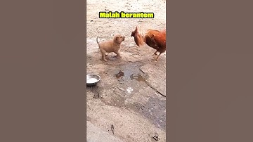 Malah berantem #shorts #dog #anjing #berantem #cute #ayam