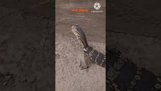Cepet banget larinya || Biawak ngejar cicak