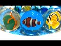 海の生き物スーパーボール コレクション bouncy ball