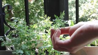 How and When to Prune Cilantro How and When to Prune Cilantro
