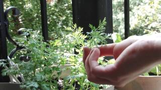 How and When to Prune Cilantro