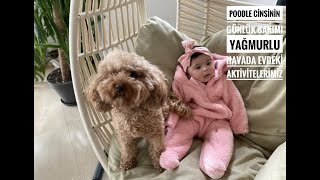 VLOG | POODLE CİNSİ KÖPEĞİMİZİN GÜNLÜK BAKIMI | YAĞMURLU HAVADA EVDEKİ AKTİVİTELERİMİZ |