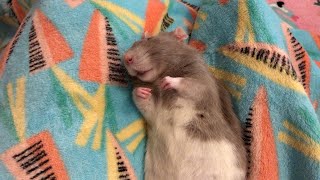 Let Sleeping Rats Lie  Except When YOGURT Is Involved!