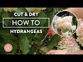 How to Cut and Dry Your Hydrangea