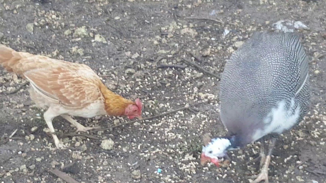 Comportamiento de macho de guinea para aparearse.