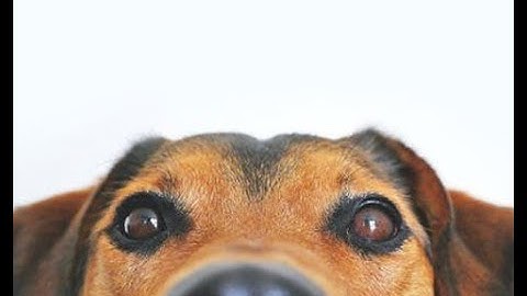 Pragmatic Skills:  Asking Questions