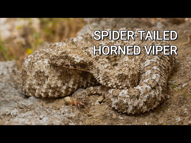 Spider-tailed horned viper from Iran, the most extraordinary snake in the world class=