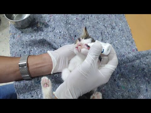فيديو: عيون القطة تتفاقم: ماذا تفعل