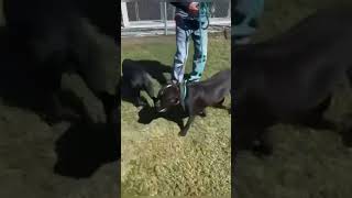 Glynn County Animal Services; Educating staff on dog intro's, reactivity, and playgroups