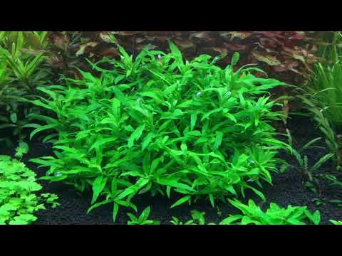 Video Cây thủy sinh Liễu Trúc - Nguyễn Tiến Việt - youtube