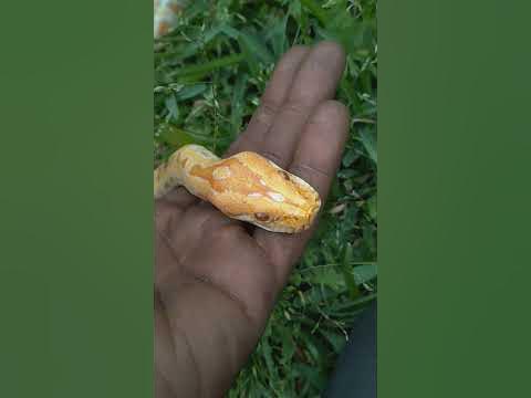 Burmese python handling tips and tricks. Kpreptiles!‼️💯🐍 - YouTube