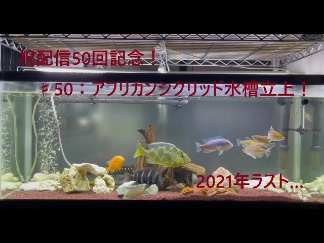 50：アフリカンシクリッド水槽立上！ - YouTube