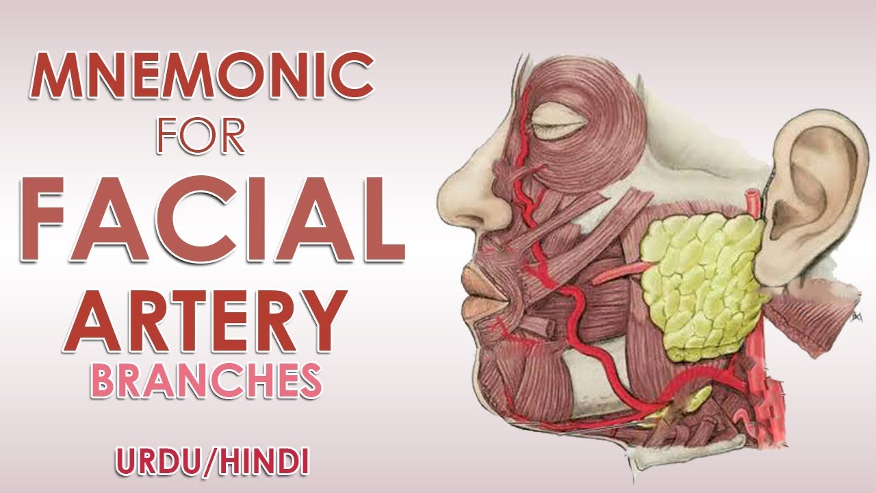 Mnemonic Facial Artery Branches Urdu Hindi YouTube