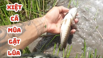 Xiệt cá mùa cắt lúa, kích cá mùa gặt lúa