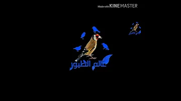 نغمة رنين عصافير 