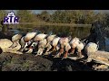 Opening Day Timber Hole Hunt - Kansas Duck Hunting