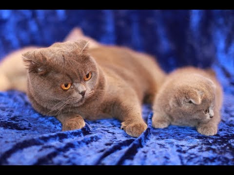 Видео: Как да определим пола на британските котенца