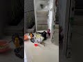 Mulasara liang belut,tuluy nyeuseuh kekesed di kanang japati😁  #vlogsunda