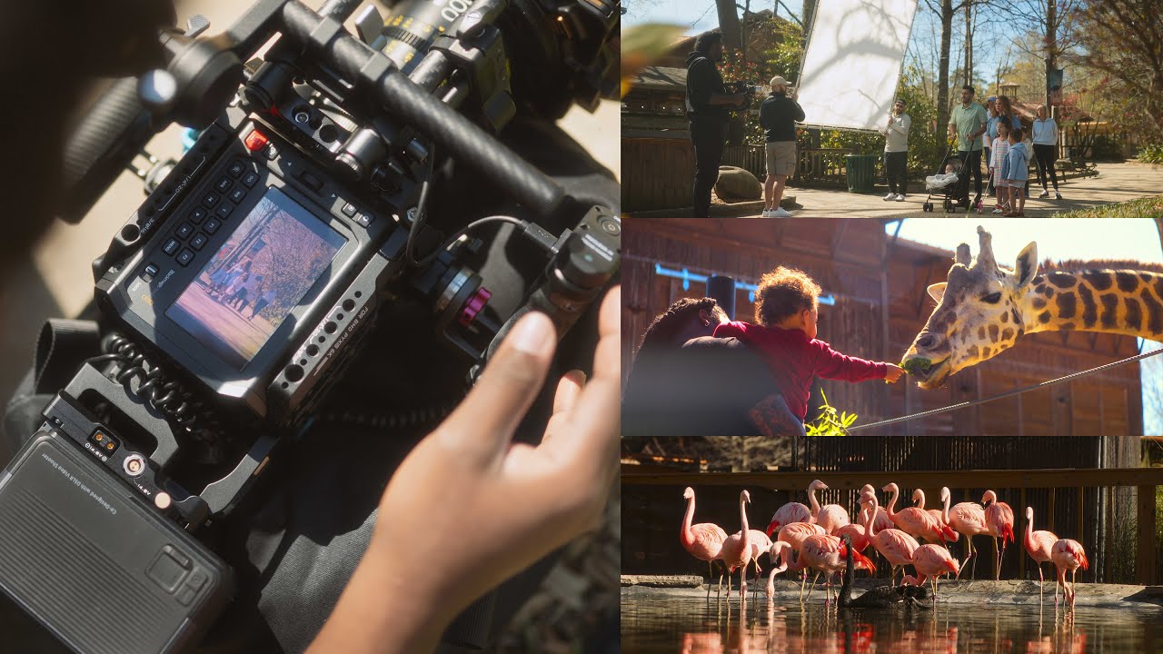 How We Shot This Cinematic Zoo Commercial...