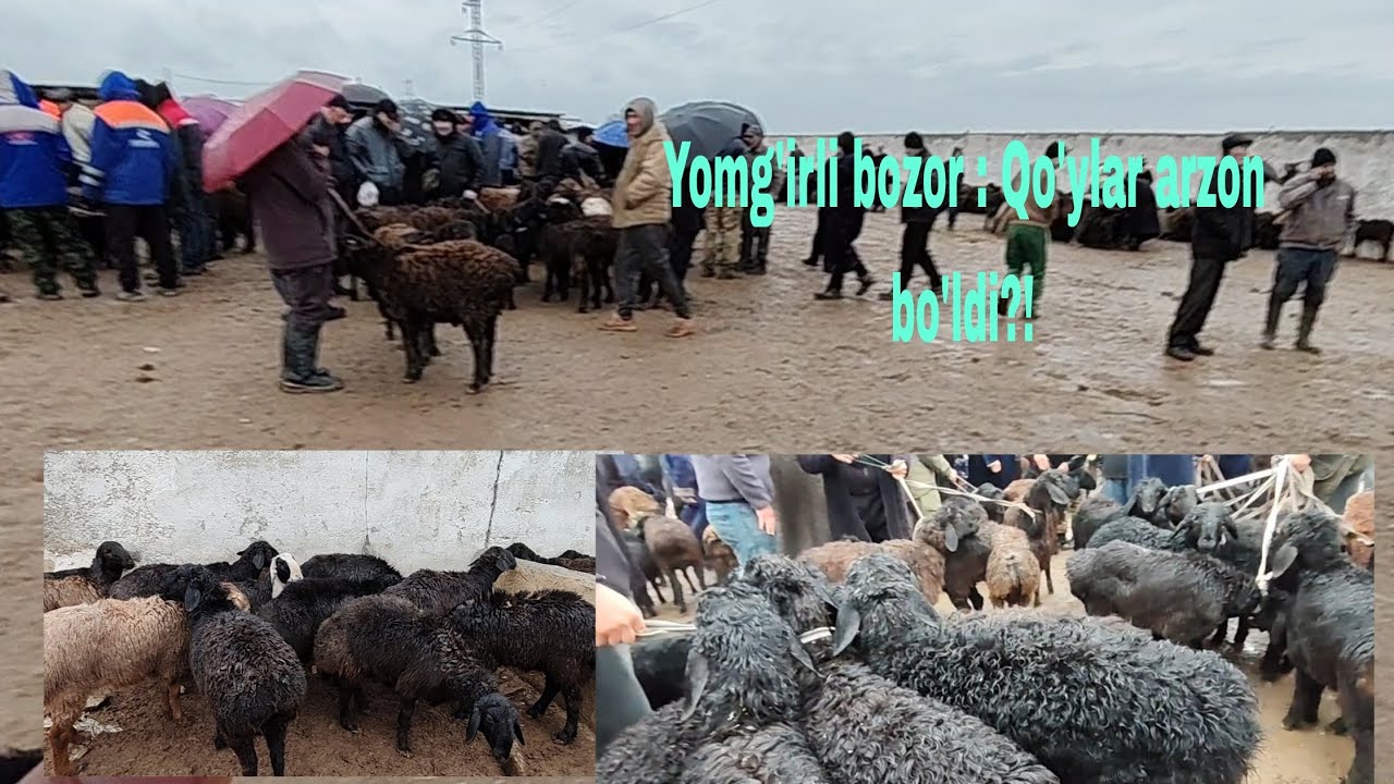 Jizzah v Pahtakor tumani qo'y bozori 